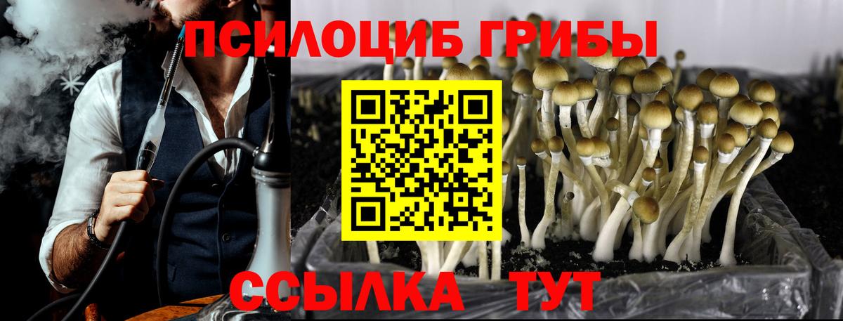 Тольятти  Галлюциногенные грибы Psilocybine cubensis  Вход с VPN 